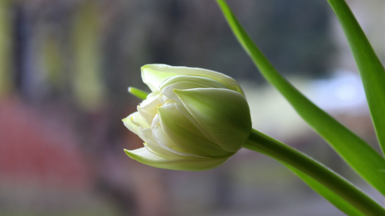 Белый нежный тюльпан с зелеными листьями крупным планом