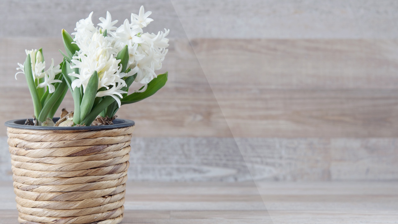 Белые цветы гиацинта в горшке на фоне стены