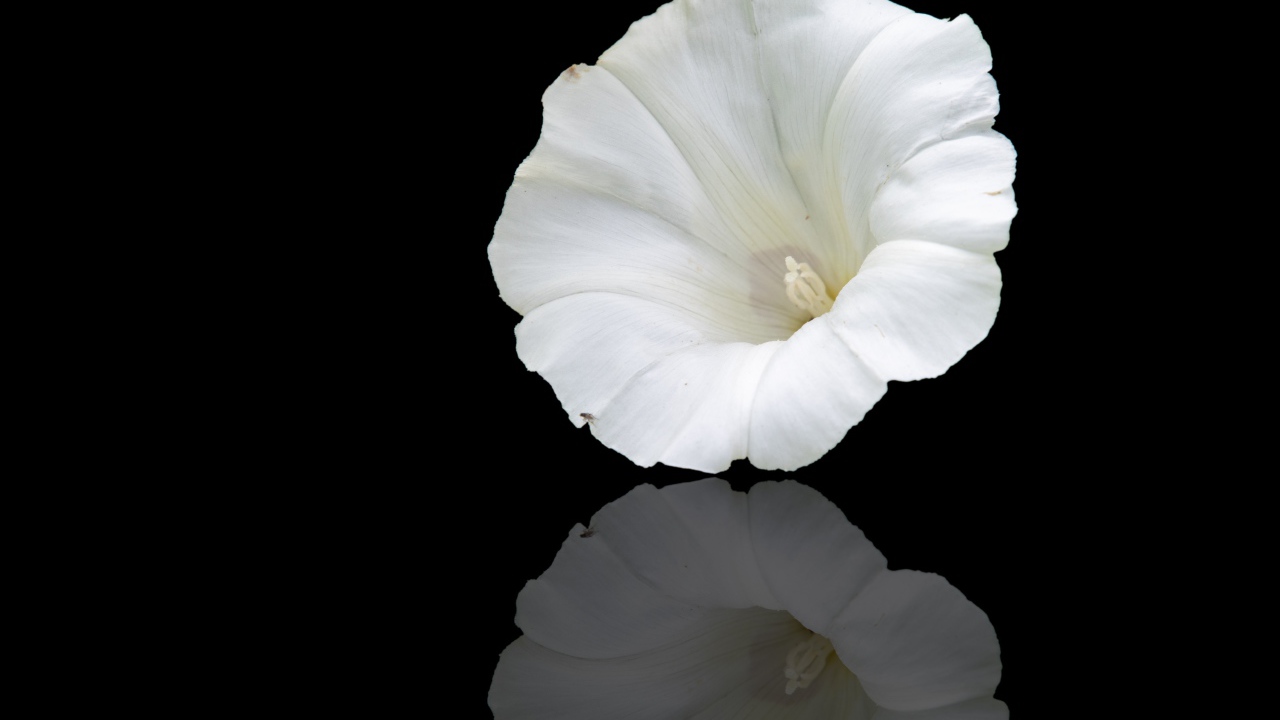 Белый цветок лаватера на черном фоне 