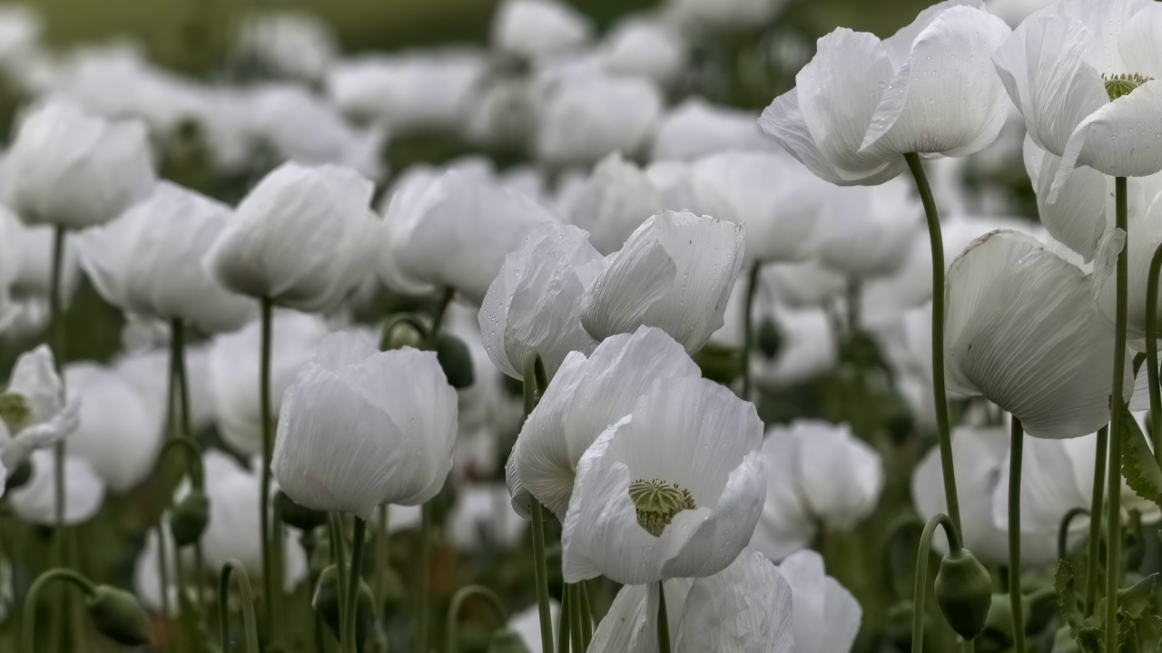 Белые маки с бутонами крупным планом