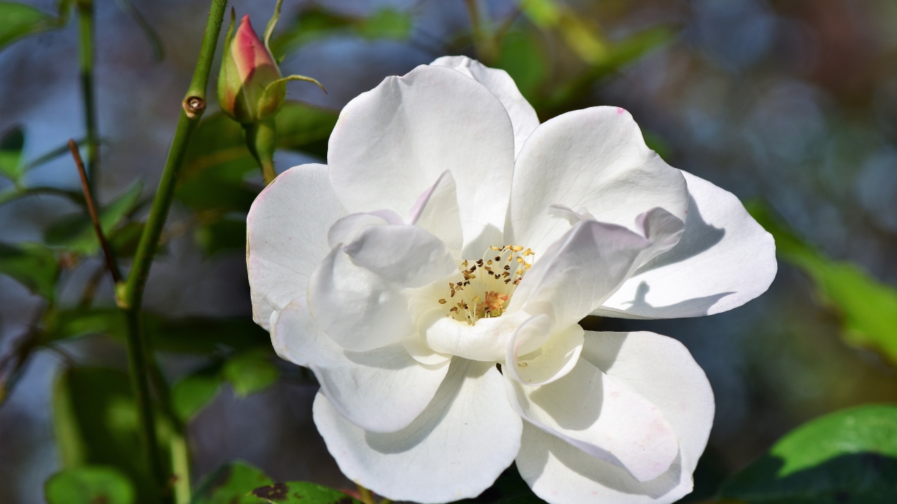 Белая роза с бутоном в лучах солнца на клумбе