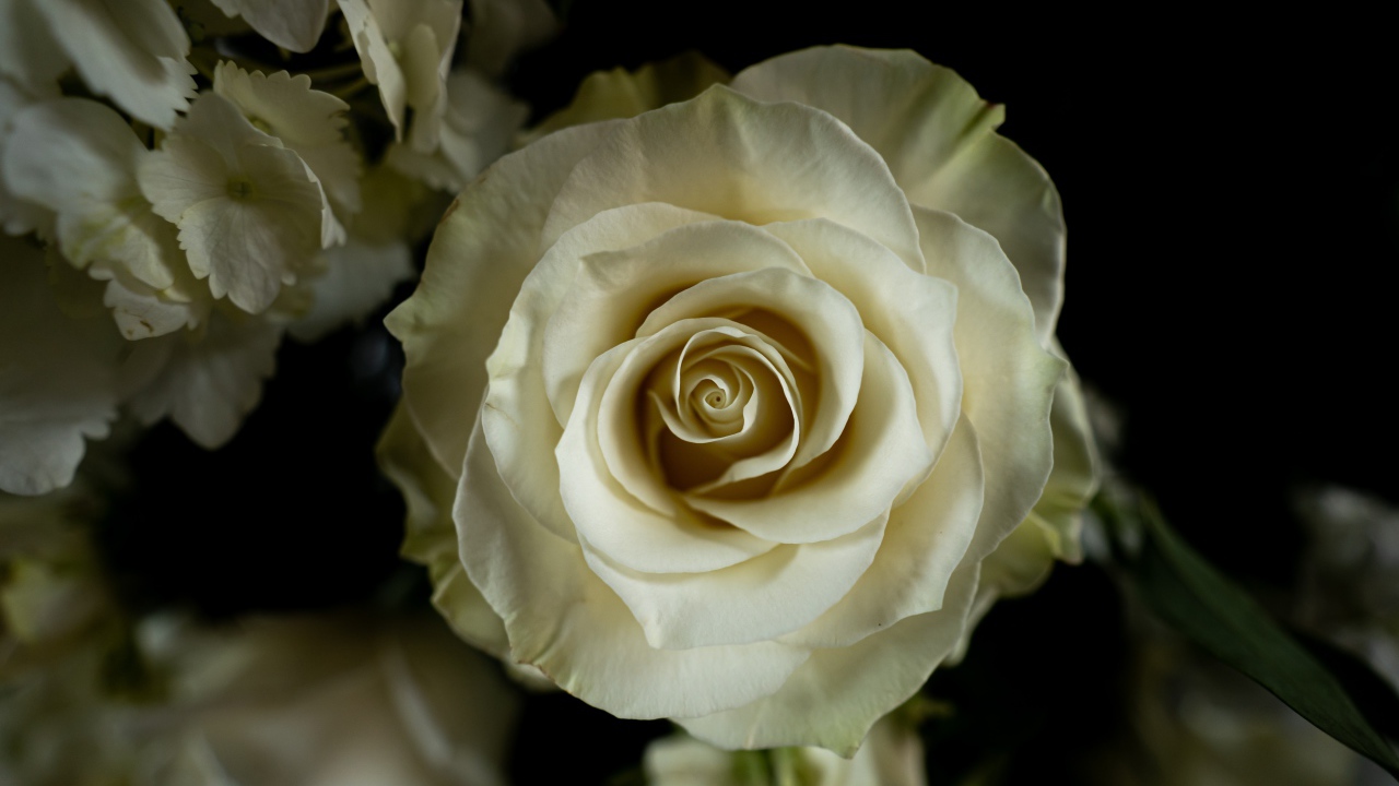 Белая роза с цветами  гортензии на черном фоне