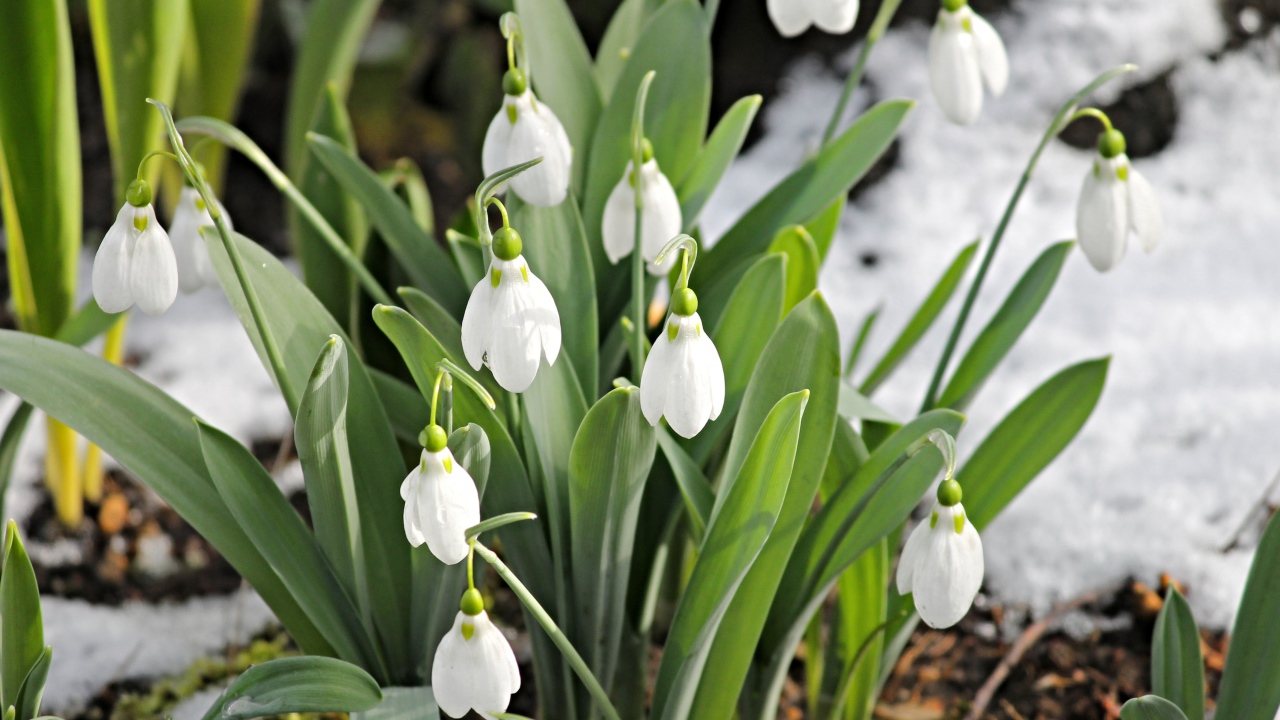 Белые подснежники с зелеными листьями на земле