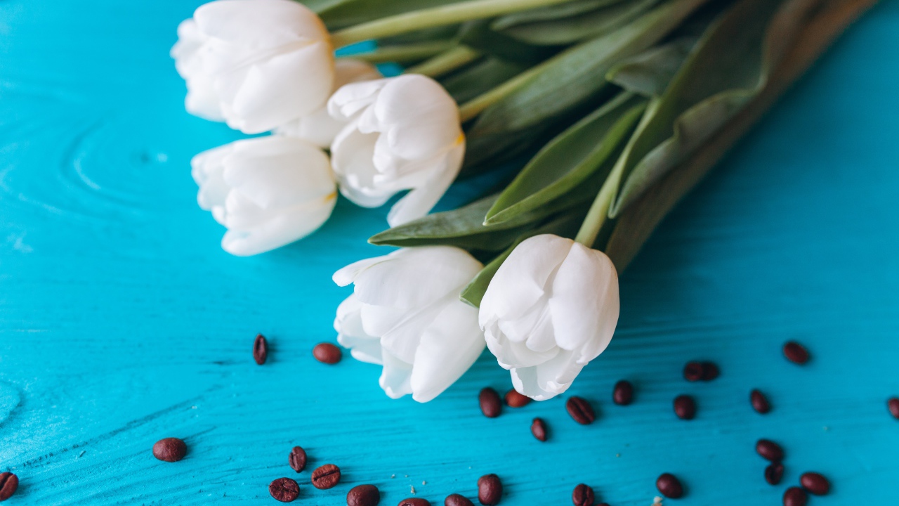 Белые тюльпаны на голубом столе с кофейными зернами