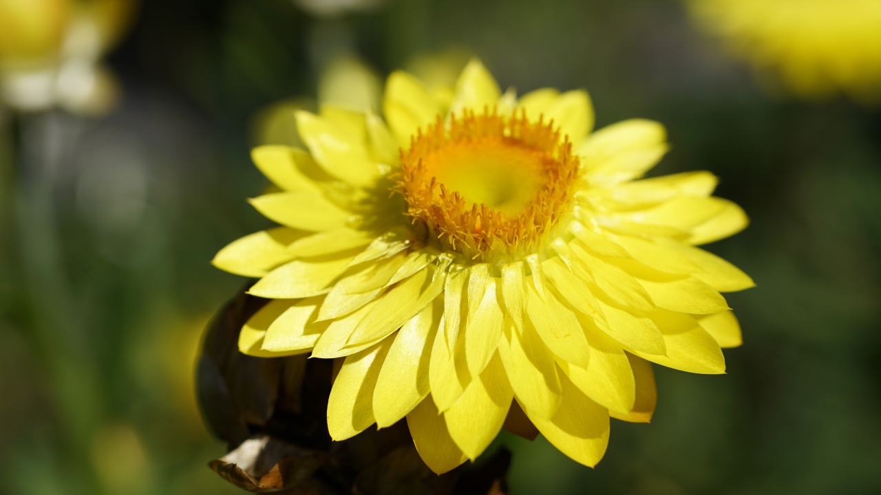 Желтый Xerochrysum крупным планом