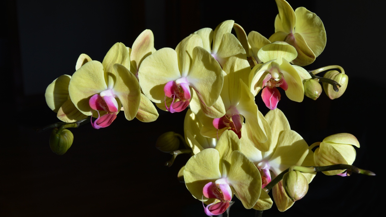 Желтые орхидеи с розовой серединкой на черном фоне