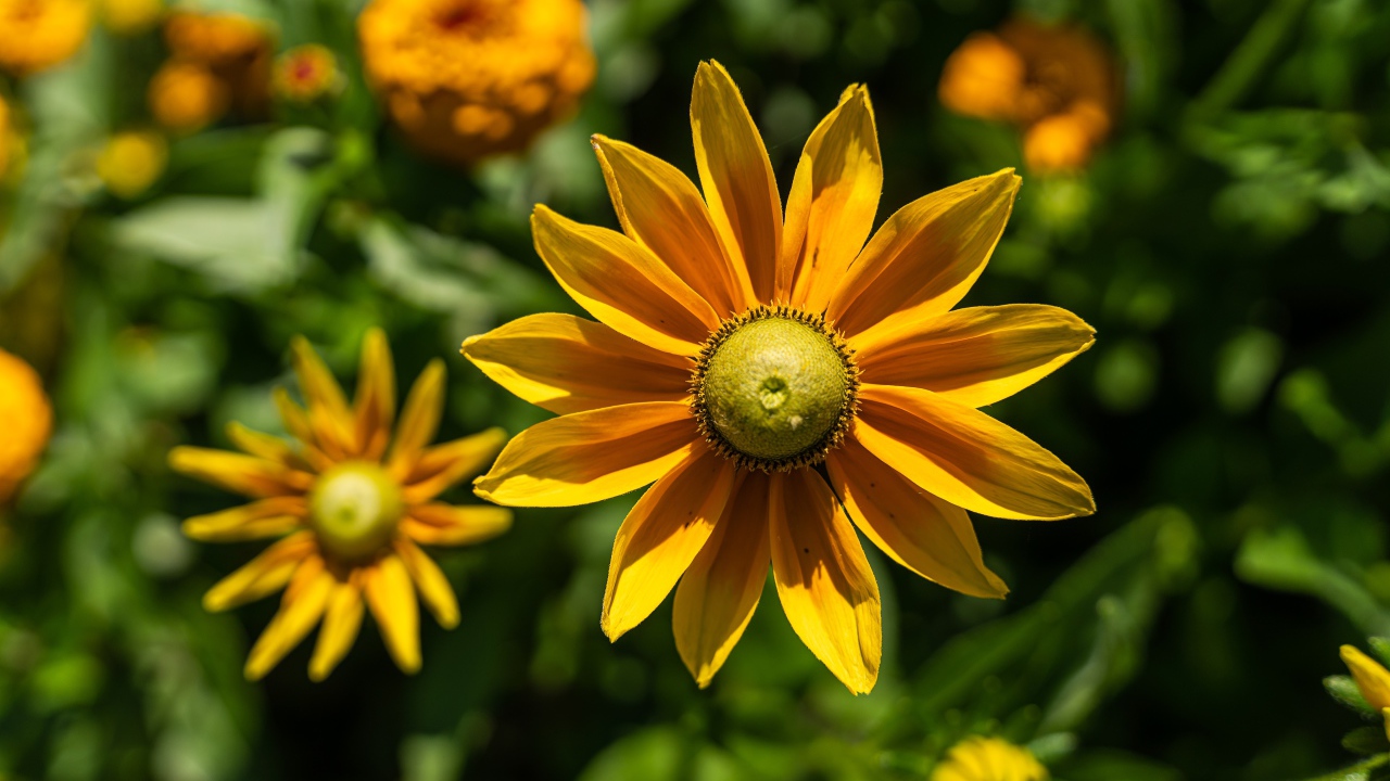 Желтый цветок рудбекия с бутонами крупным планом 