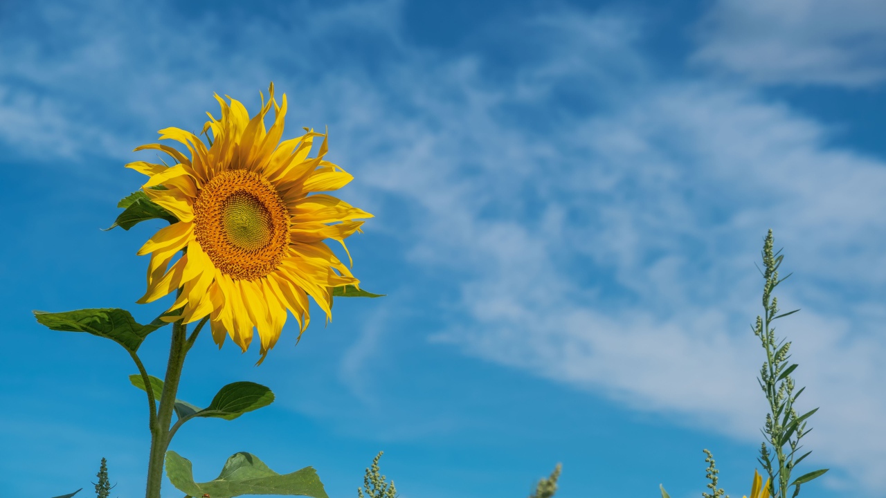 Yellow summer sunflower flower on blue sky background