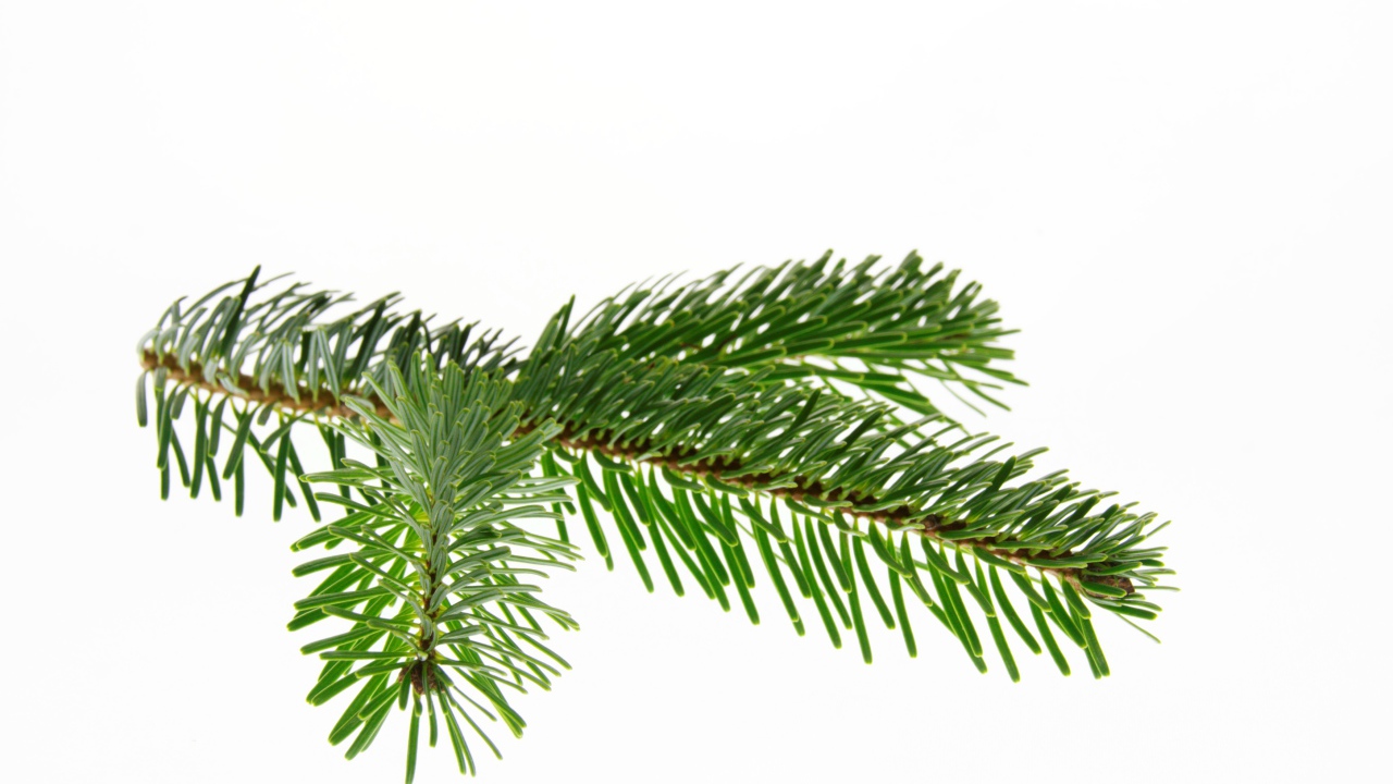 Зеленая ветка ели на белом фоне 