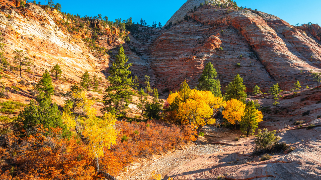 Горы с деревьями в лучах яркого осеннего  солнца 