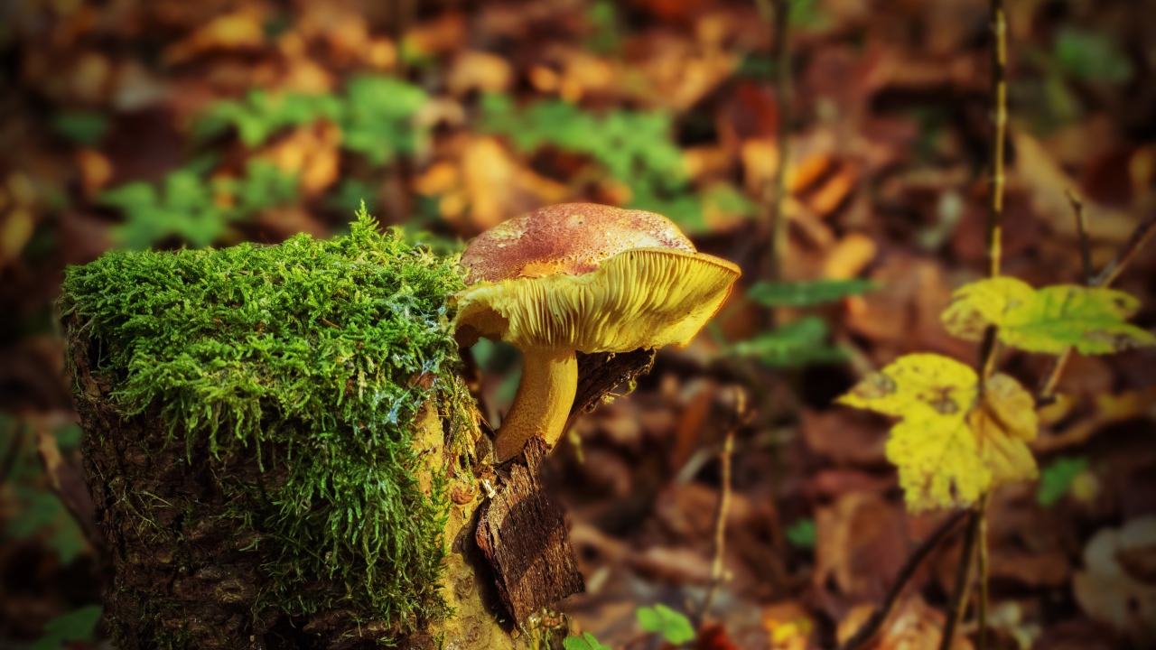 Дикий гриб растет на покрытом мхом пне