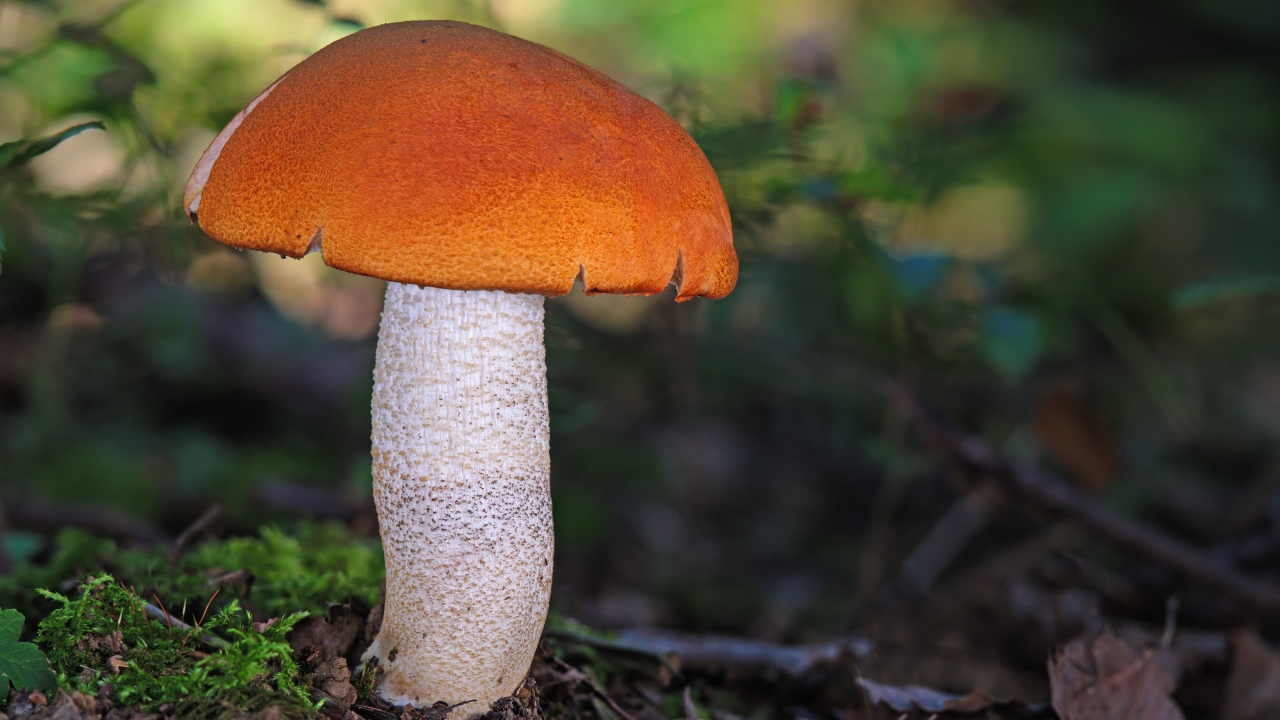 Подосиновик на земле в лесу