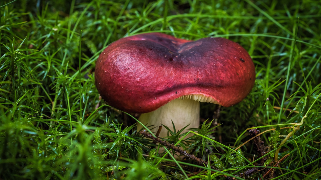 Большой гриб на мокрой покрытой мхом земле