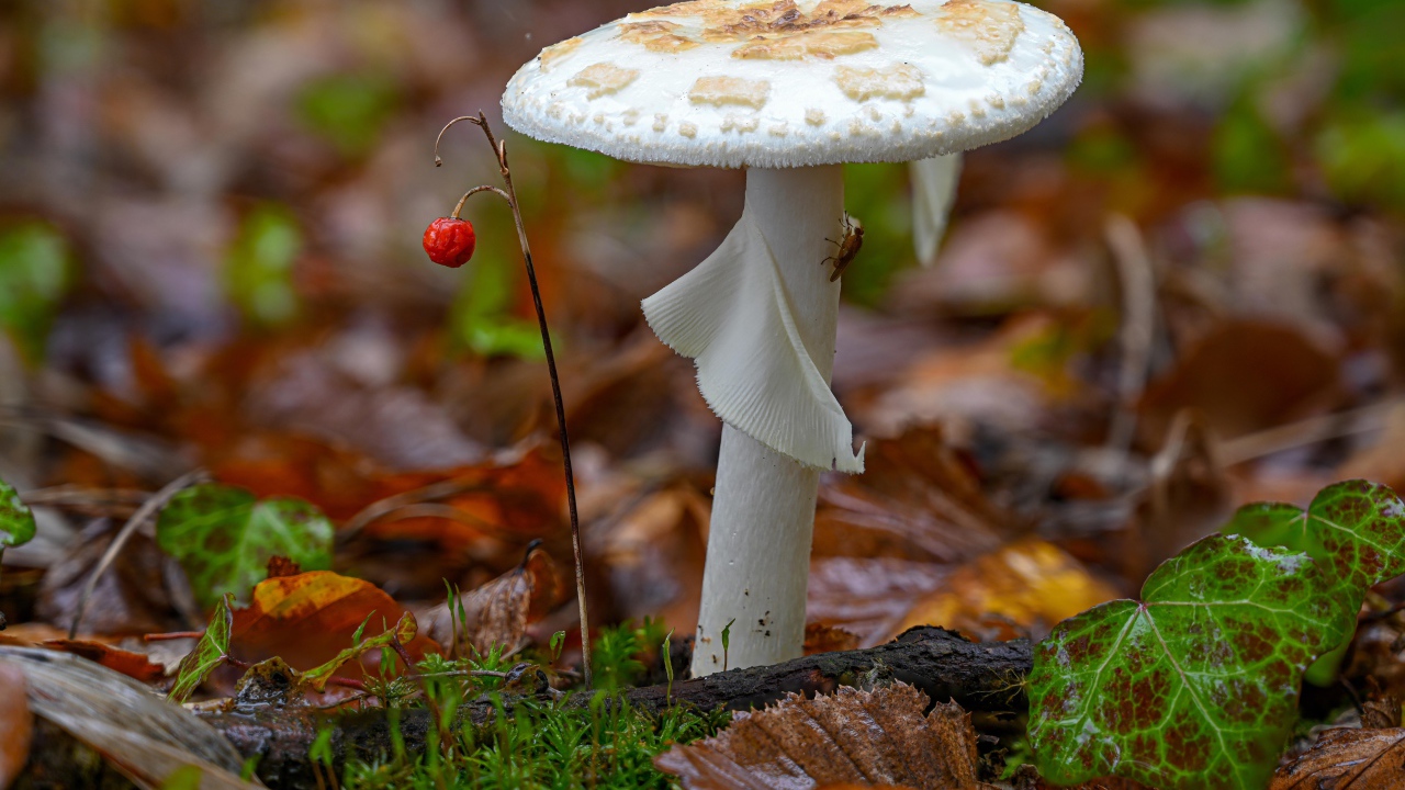 Белый гриб растет в лесу на опавшей листве 