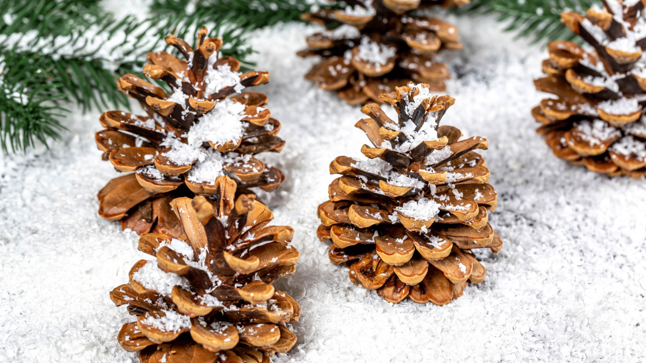 Сосновые шишки покрыты белым снегом