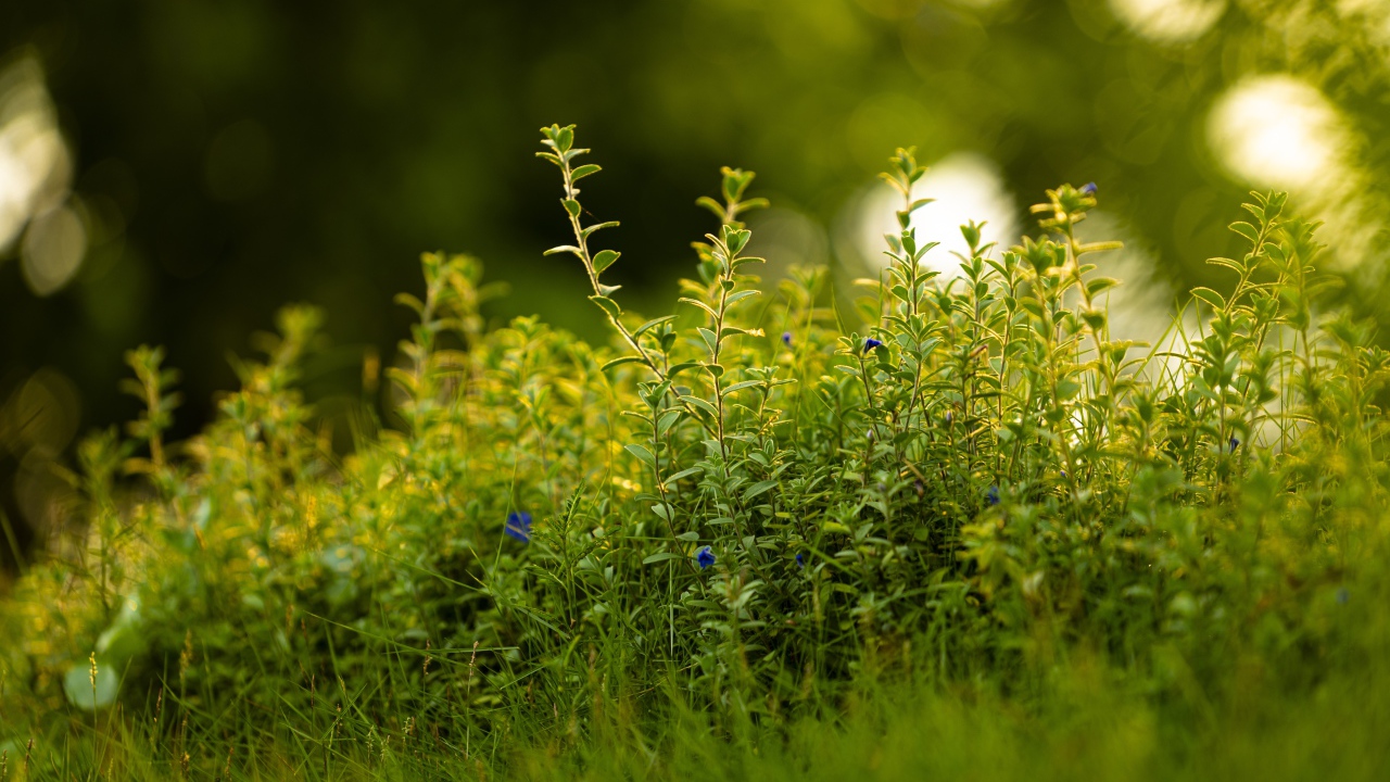 Густая зеленая трава летом 