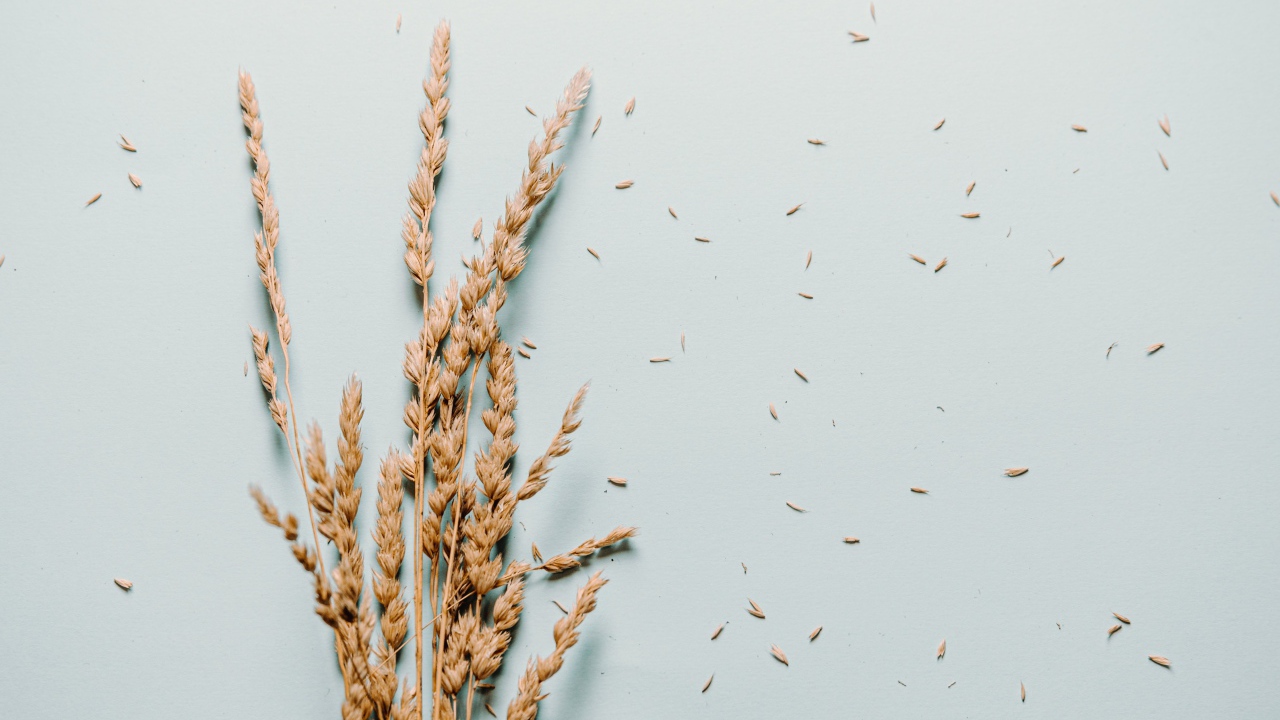 Сухие колосья пшеницы лежат на сером фоне