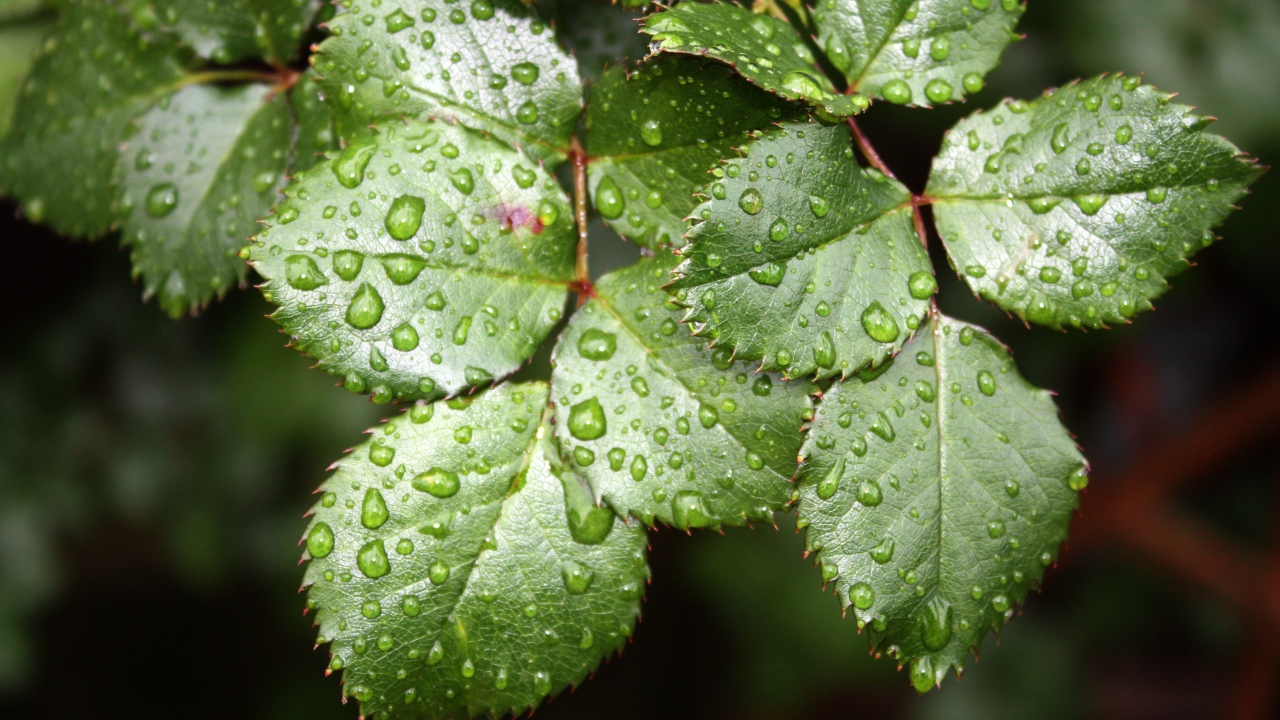 Зеленые листья розы в каплях воды