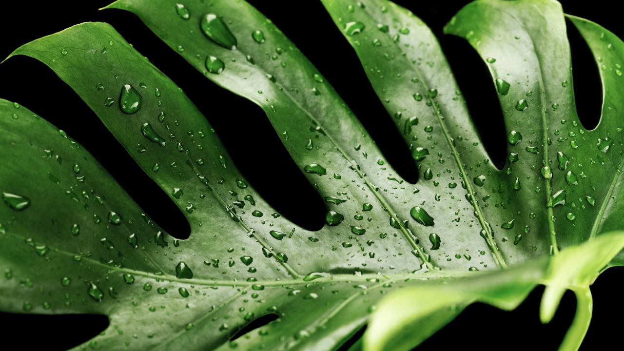 Большой зеленый лист в каплях воды на черном фоне 