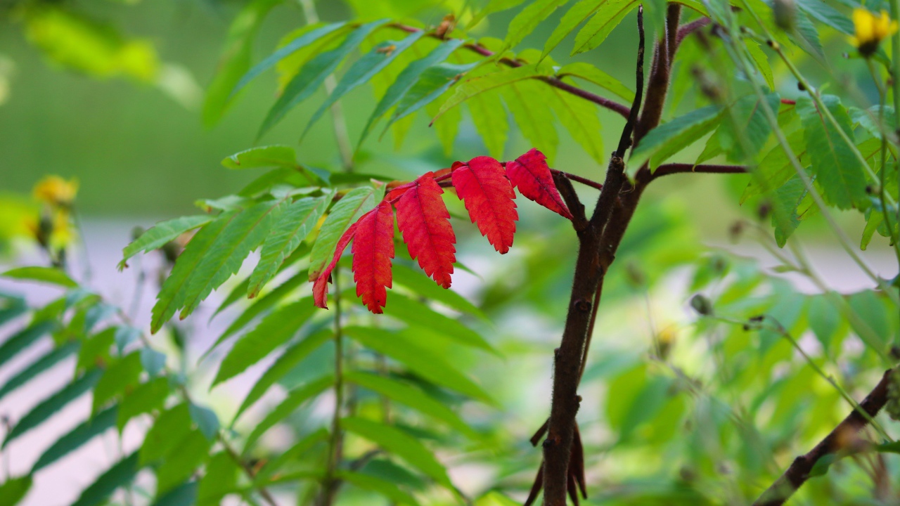 Красный лист среди зеленых листьев на рябине 