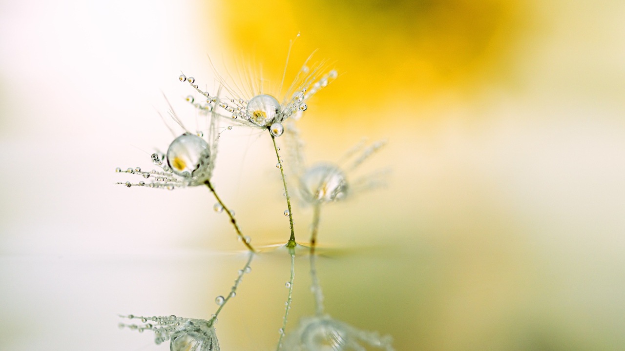 Белые пушинки одуванчика с каплями росы
