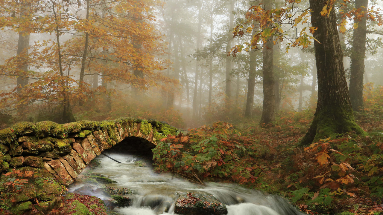 Старый каменный мост через ручей в осеннем лесу 