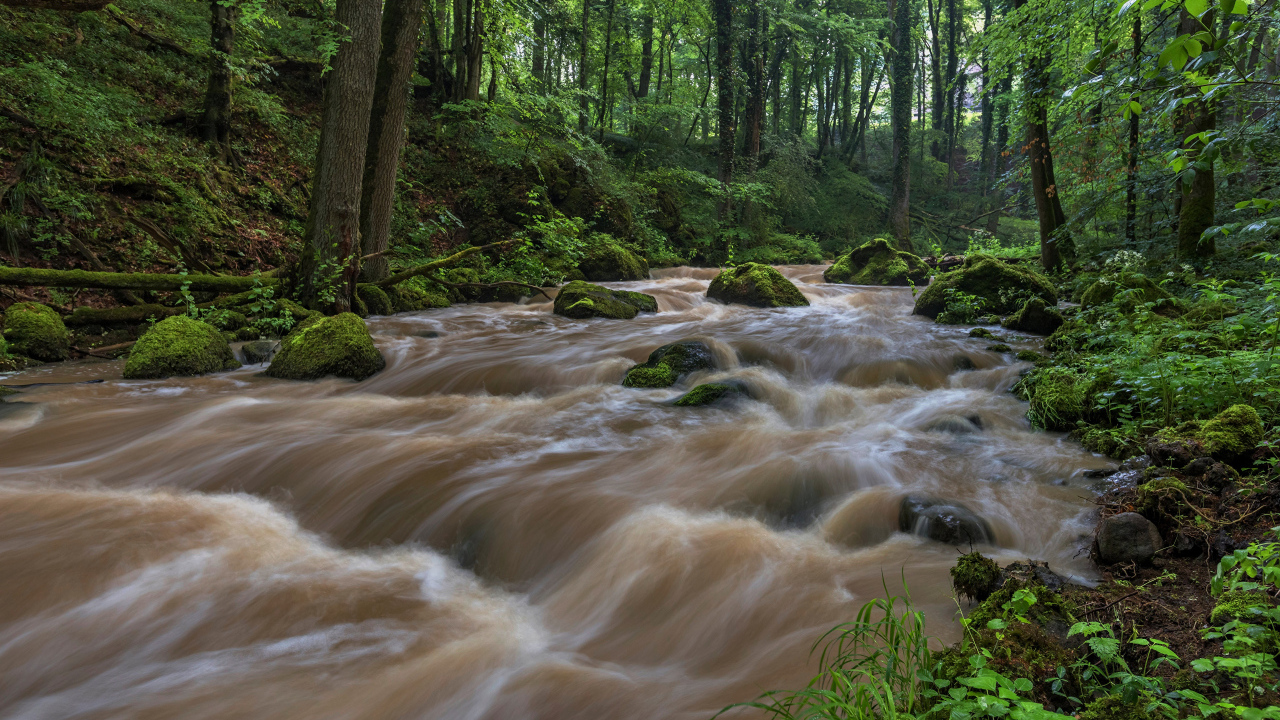 Быстрый поток реки в лесу