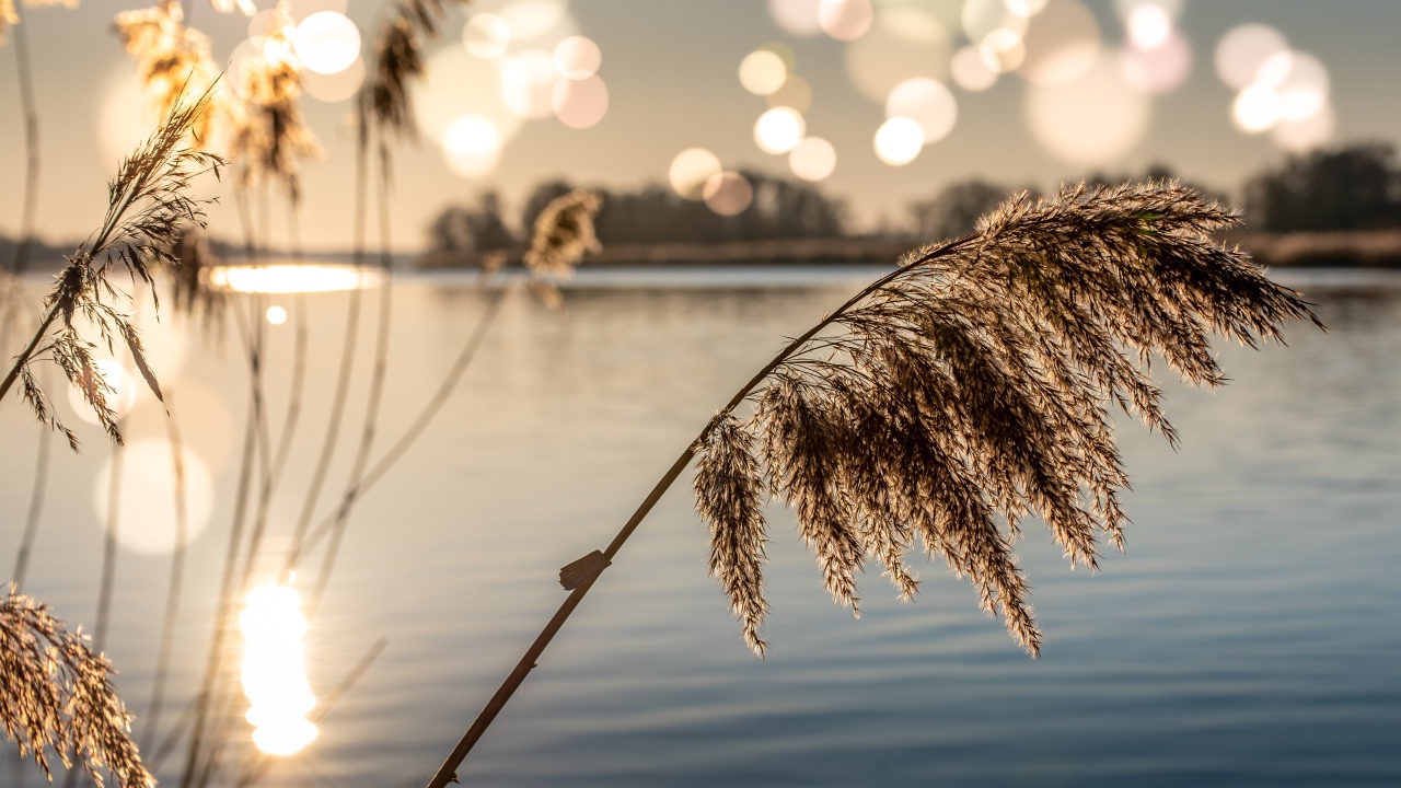 Камыши в пруду в лучах солнца на рассвете