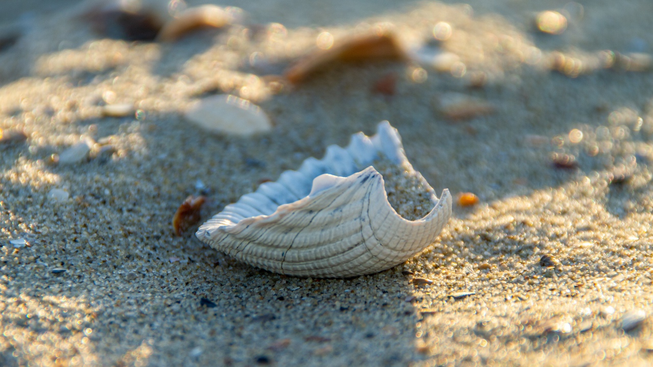 Белая ракушка на горячем песке летом