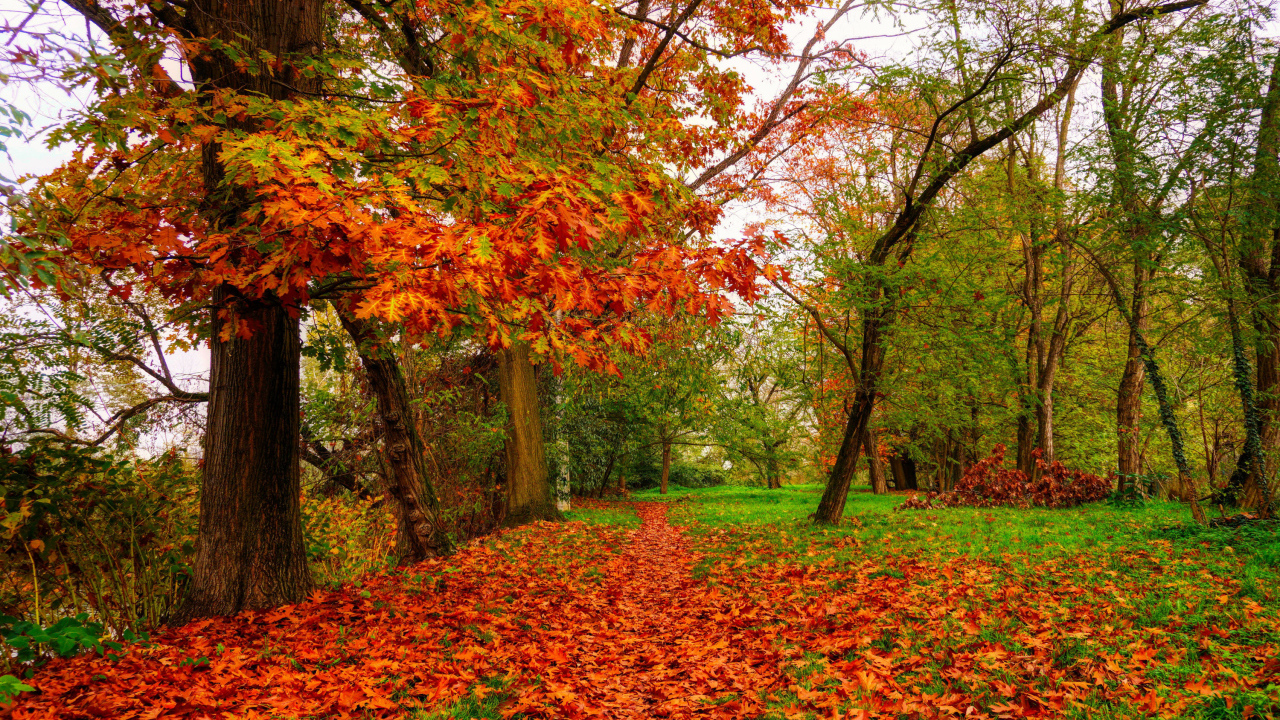 Красивая золотая осень окрасила листья дуба