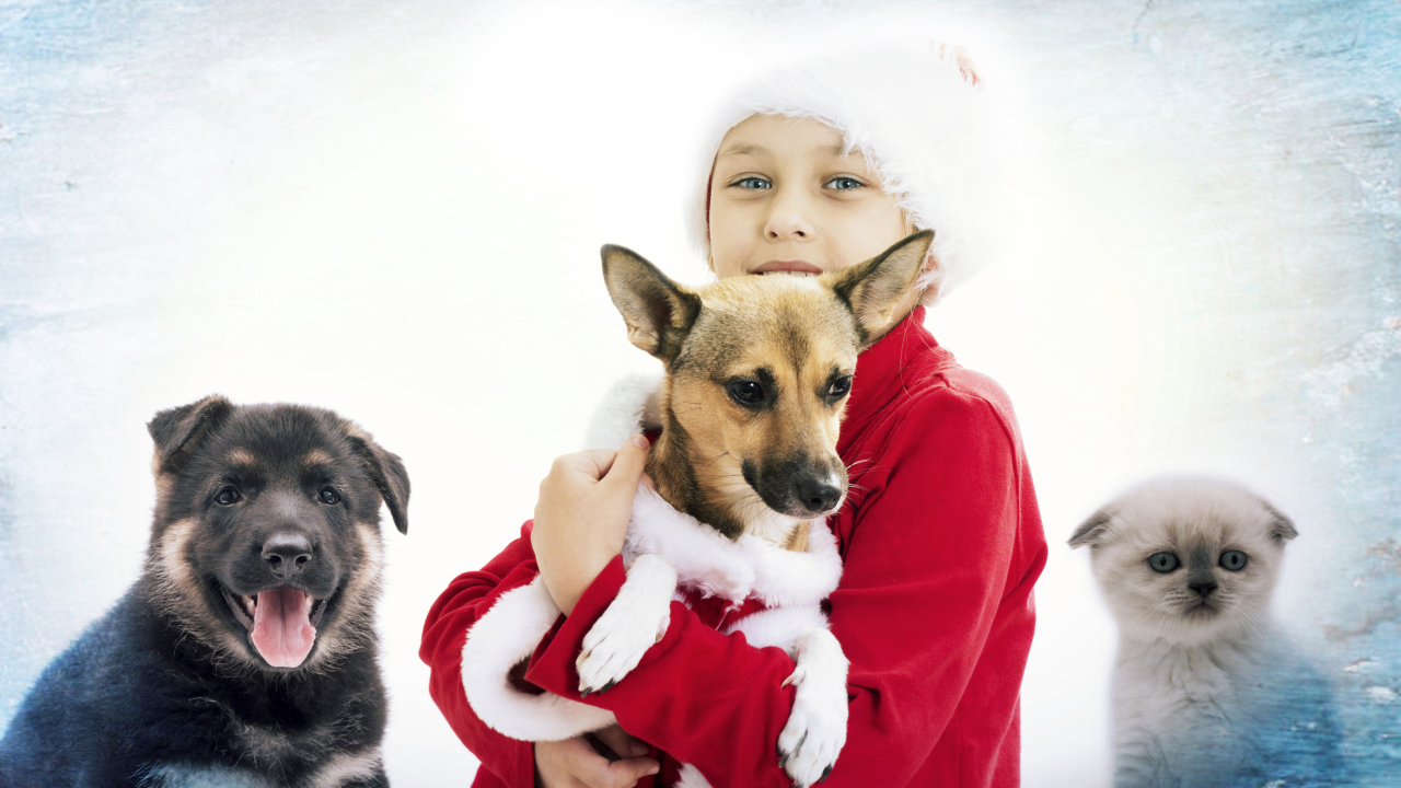 Мальчик в рождественской шапке с собаками