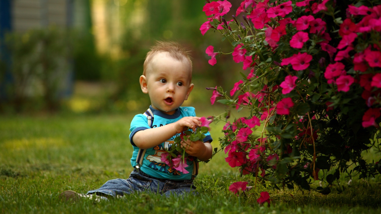 Маленький мальчик сидит возле красных цветов петунии