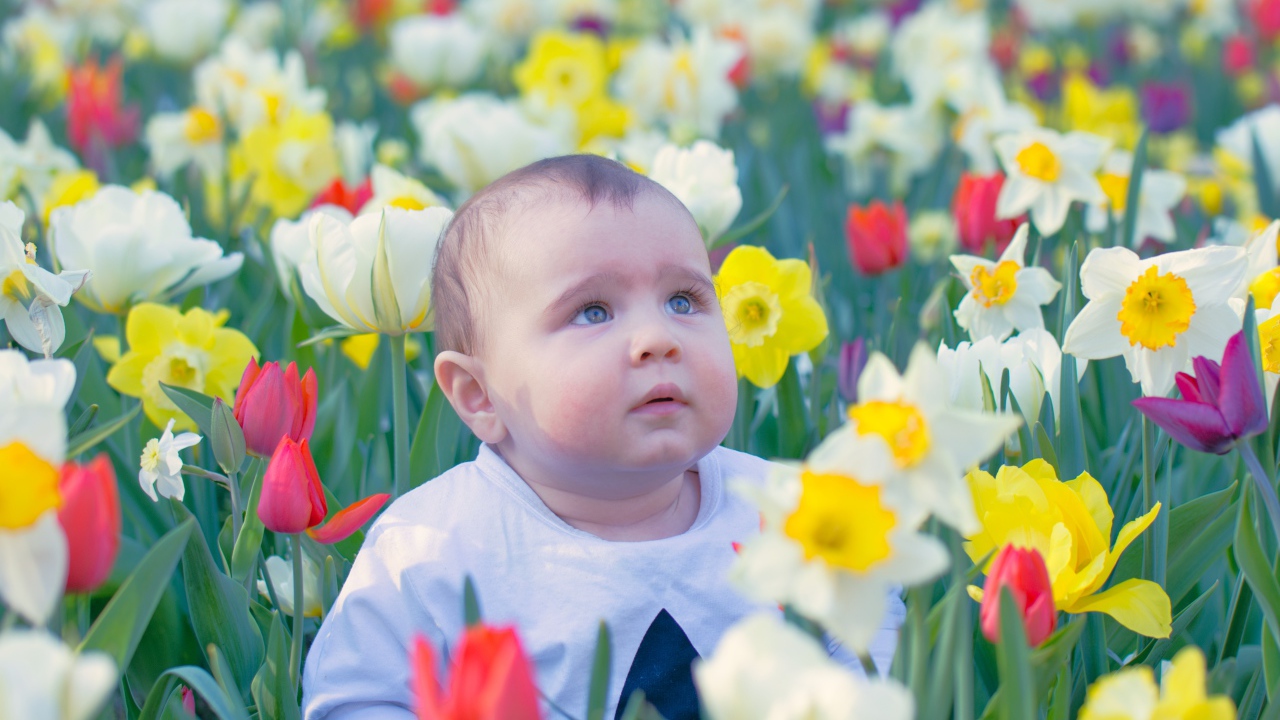 Маленький ребенок сидит на клумбе с тюльпанами и нарциссами 