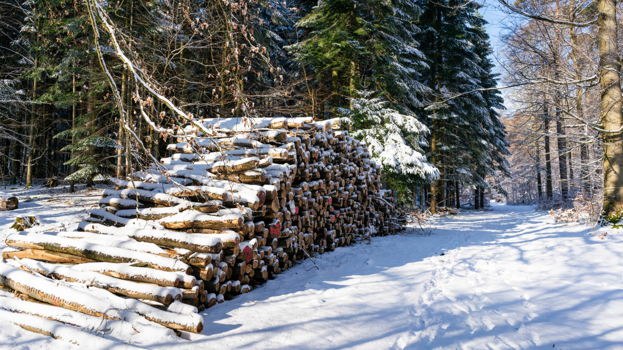 Заготовленные дрова в заснеженном лесу 