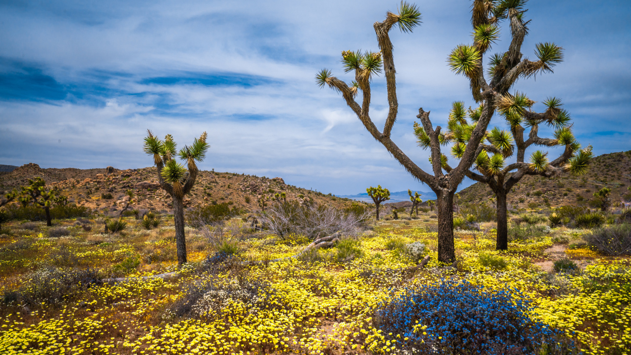 Колючие деревья в национальном парке весной,США