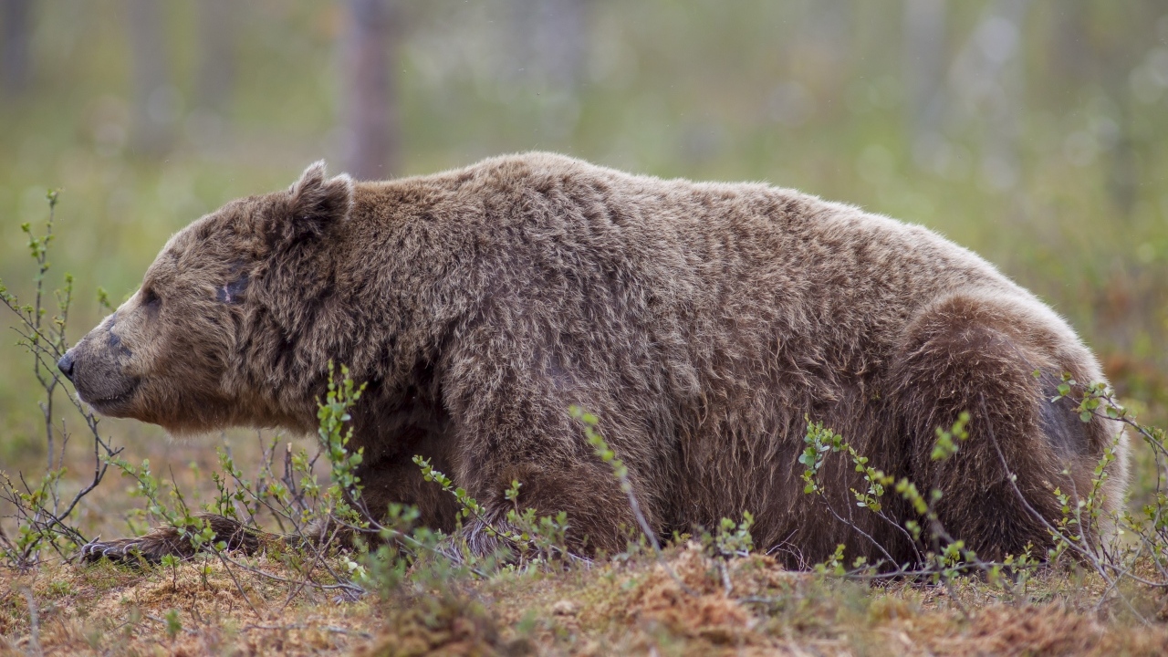 Большой бурый медведь  лежит на траве в лесу