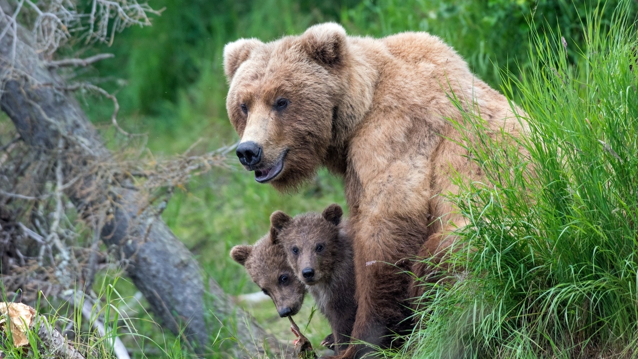 Большая медведица с медвежатами
