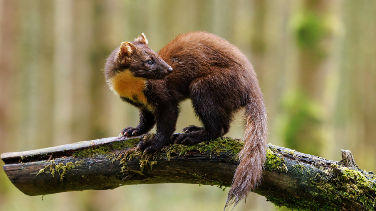 Красивая куница сидит на ветке