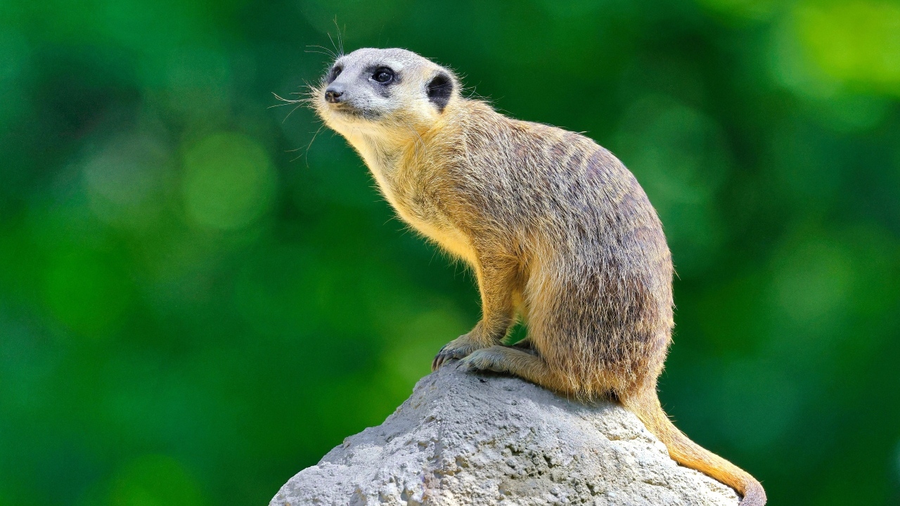 Маленький сурикат сидит на камне