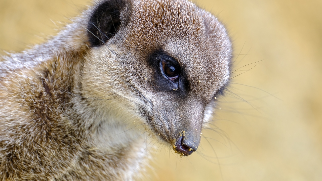 Голова суриката крупным планом