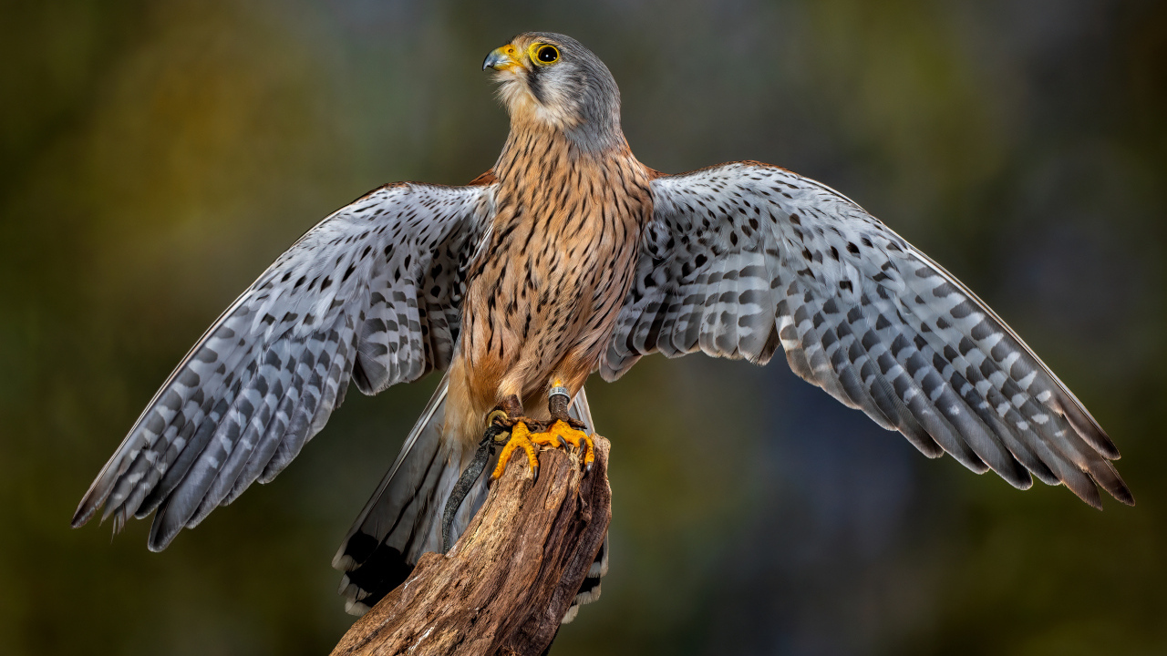 Красивый сокол готовится взлететь
