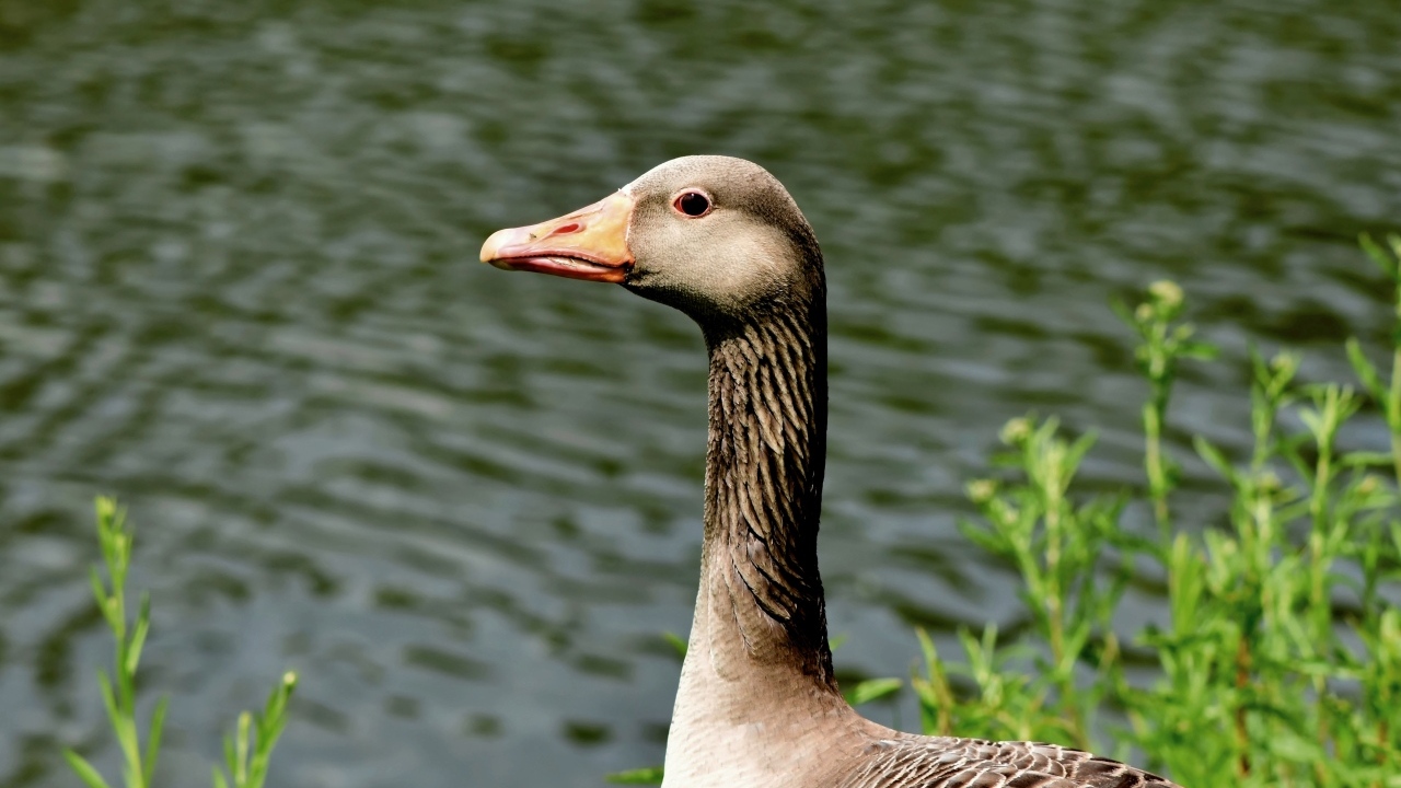 Большой серый гусь стоит у воды