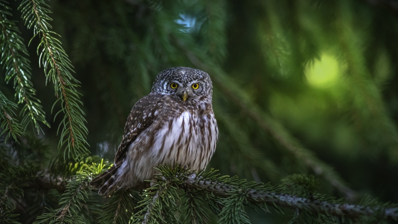 Большая сова сидит на ветке ели