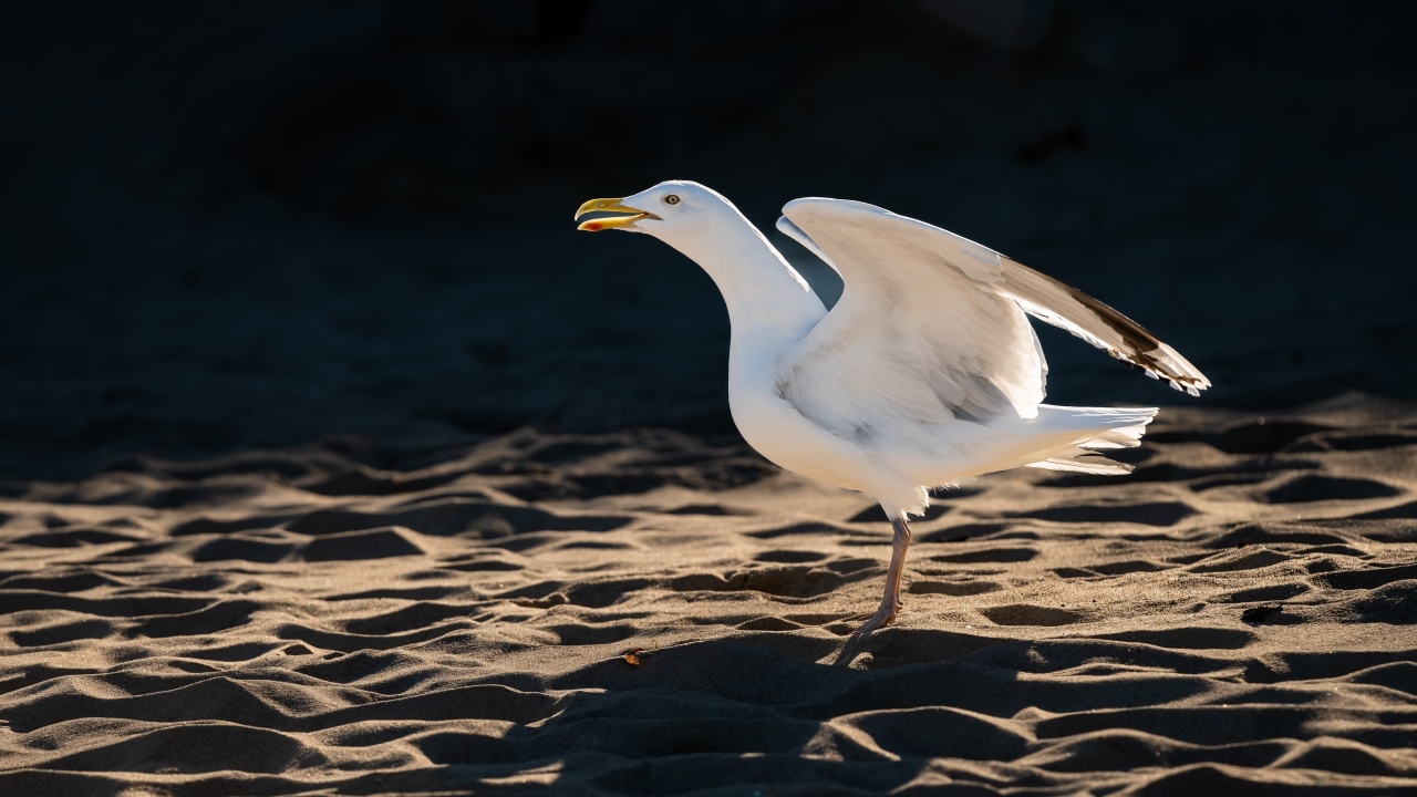 Чайка с открытым клювом стоит на песке