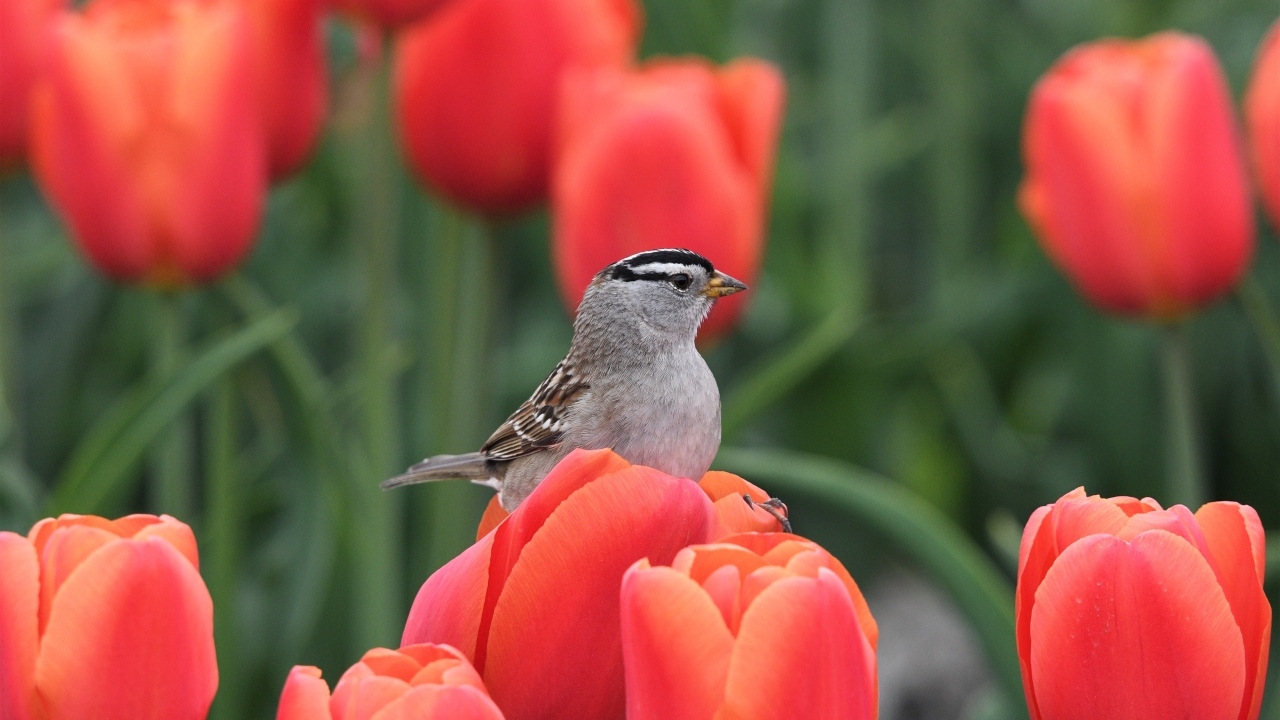 Маленькая птица сидит на красном тюльпане