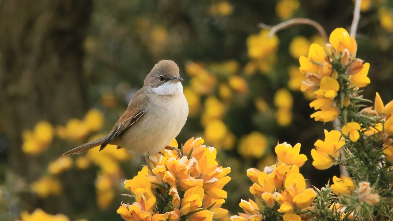Маленькая серая птичка сидит на ветке с желтыми цветами