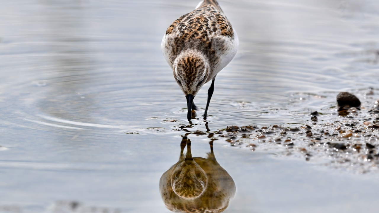 Маленький серый кулик идет по воде