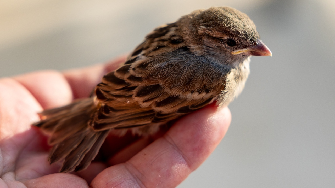 Маленький серый воробей сидит на ладони 