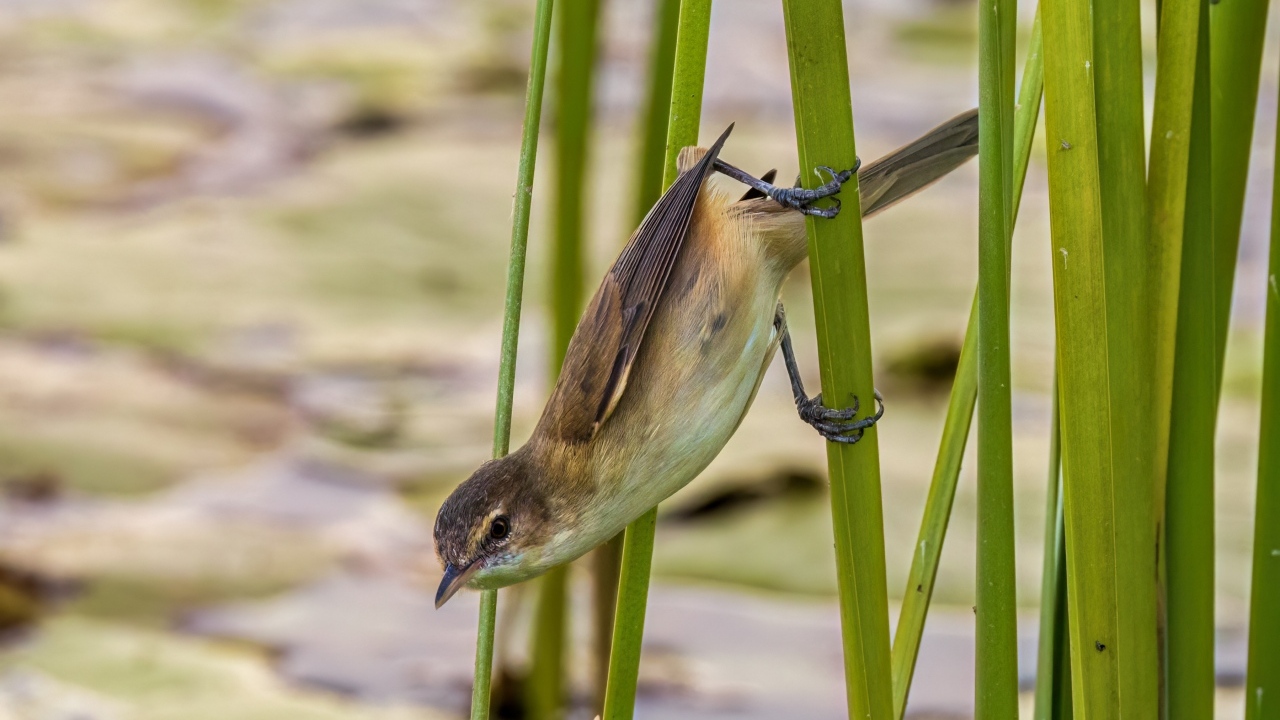 Маленькая птица иволга висит на зеленых камышах