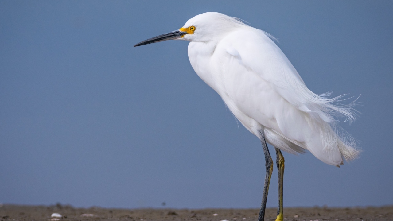 Белая цапля с острым клювом стоит на песке
